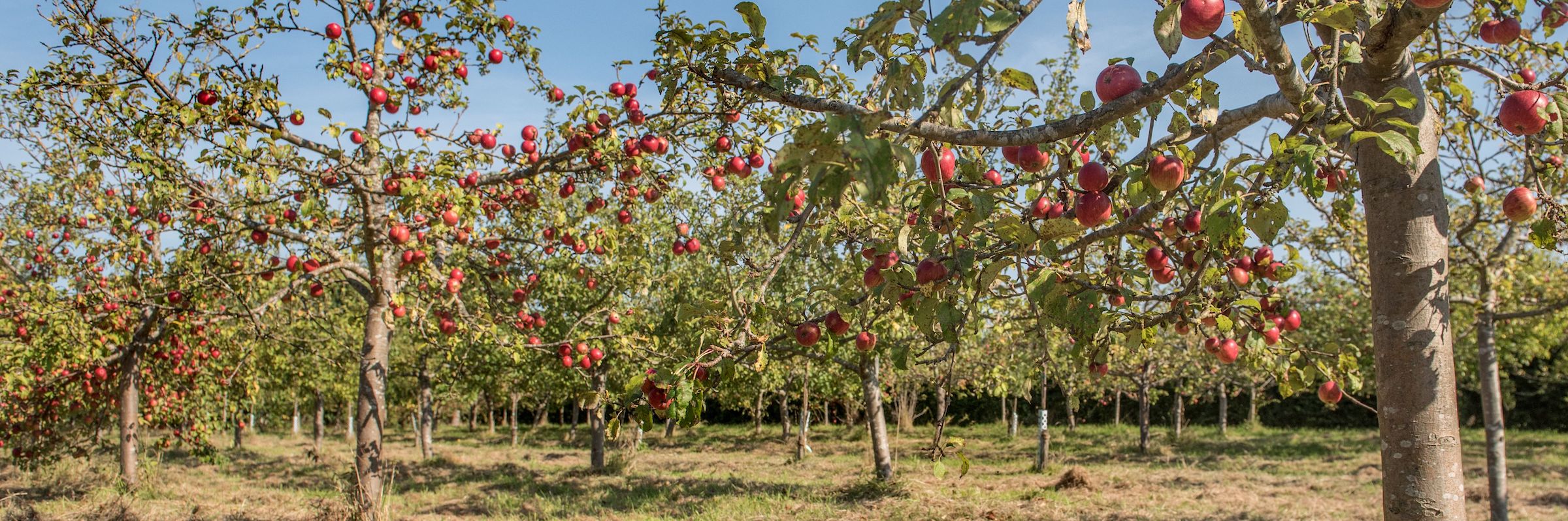 Apfelplantage